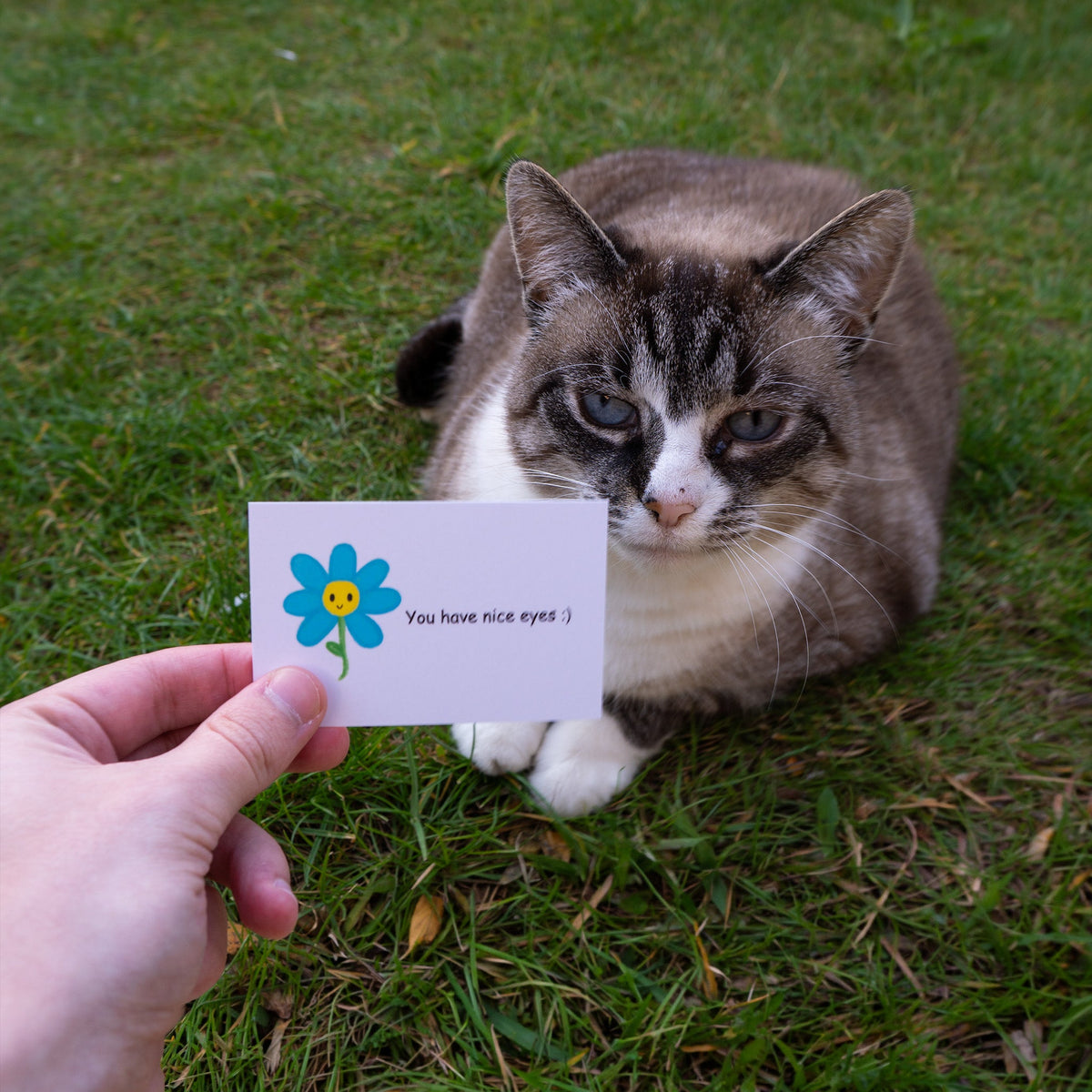 Cat with cute compliment card